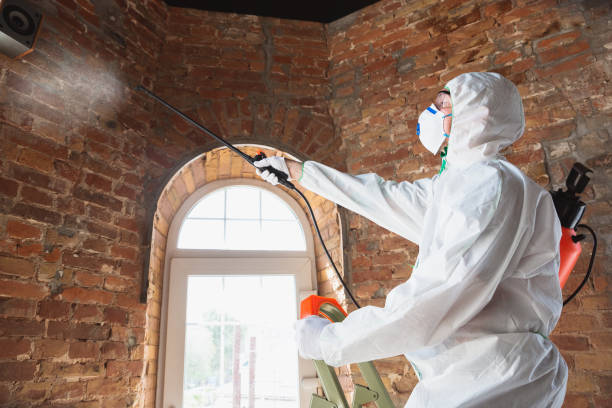 Best Mold Damage Restoration  in Sierra Madre, CA